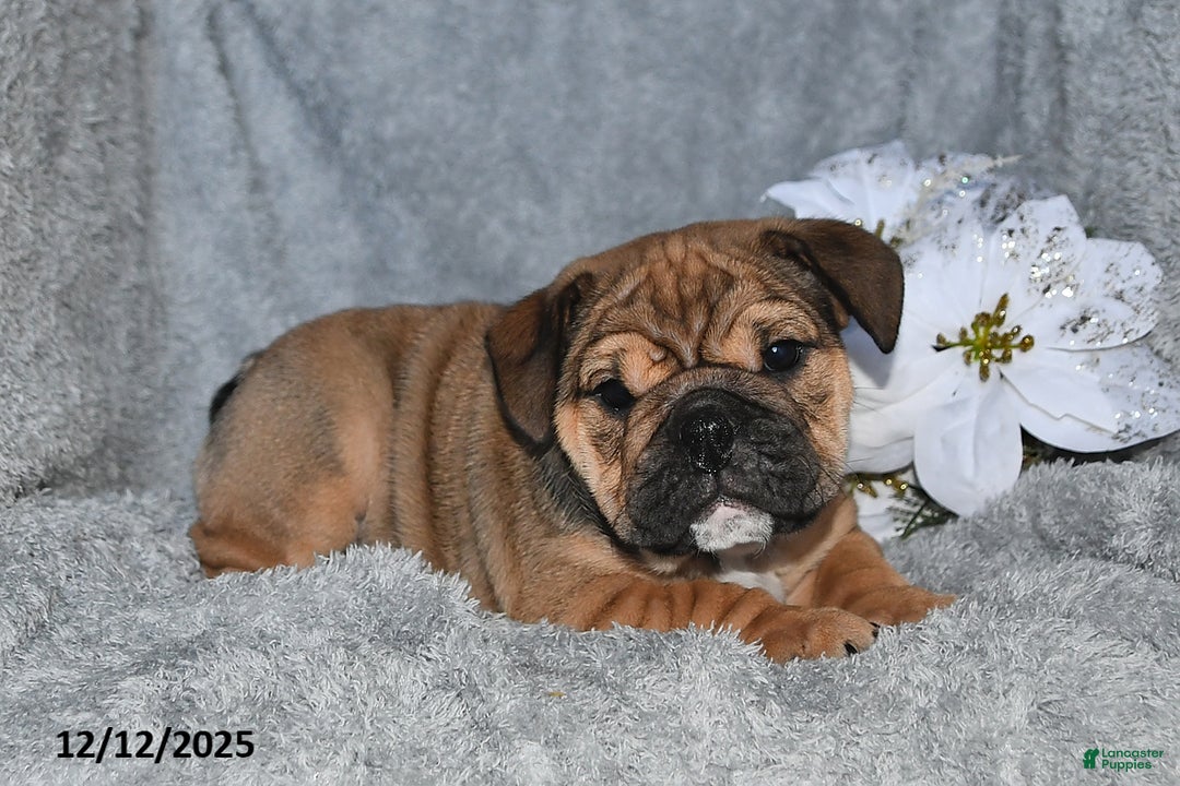 English Bulldog dogs for sale: Sonya - Ad 3