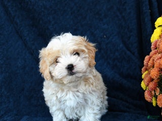 Mixed Breed dogs - Ad 29