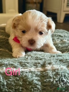 Shih Tzu dogs Shih Tzu 4 - Ad 2