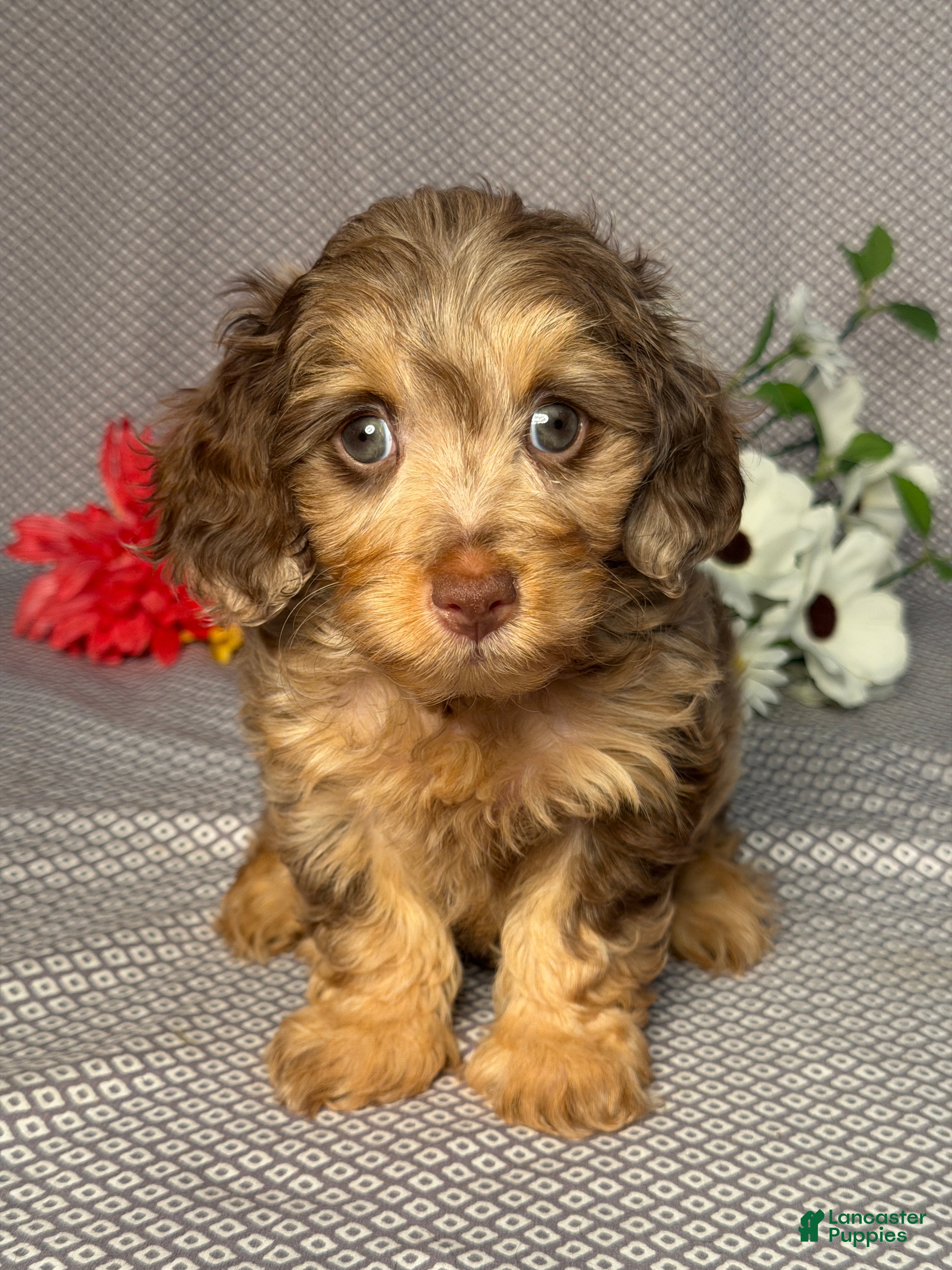 Doxiepoo dogs Bonnie - Ad 1