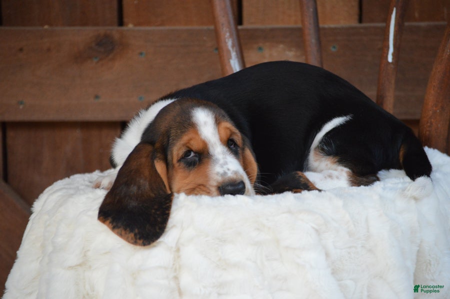 Basset Hound dogs Sage - Ad 2