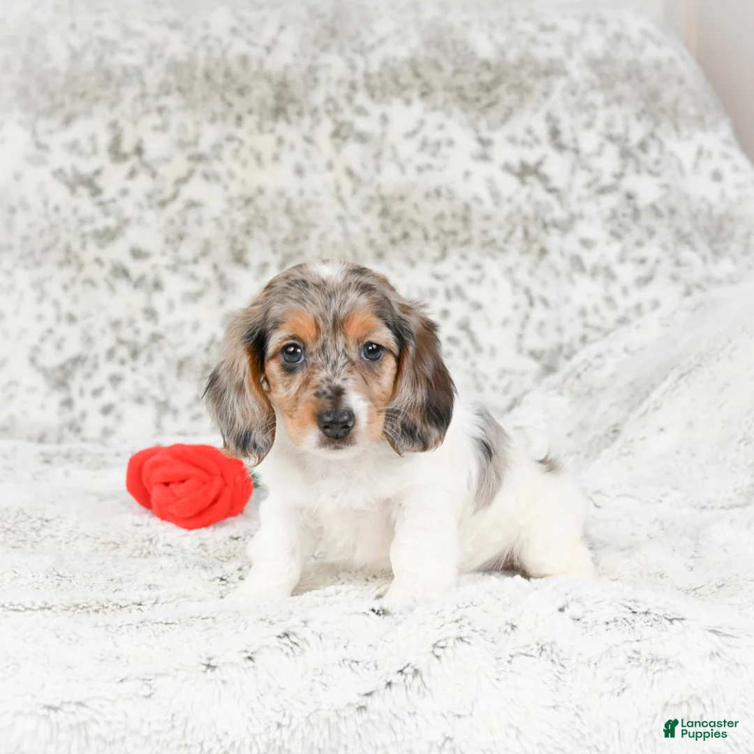 Miniature Dachshund dogs for sale: Charlotte - Ad 3