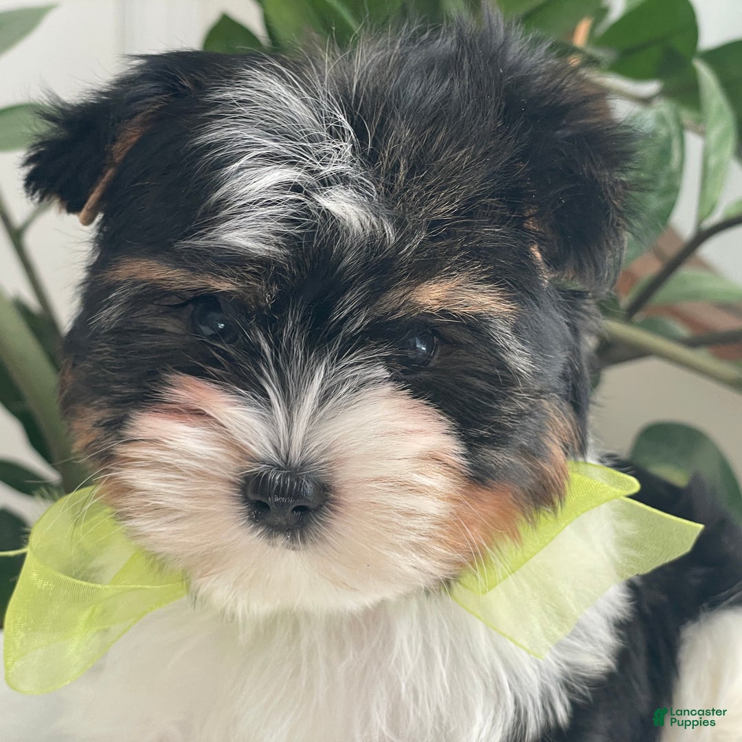 Biewer Terrier dogs for sale: Kodiak - Ad 11