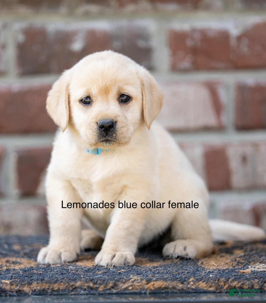 Labrador Retriever dogs for sale: Purple Collar female  - Ad 5