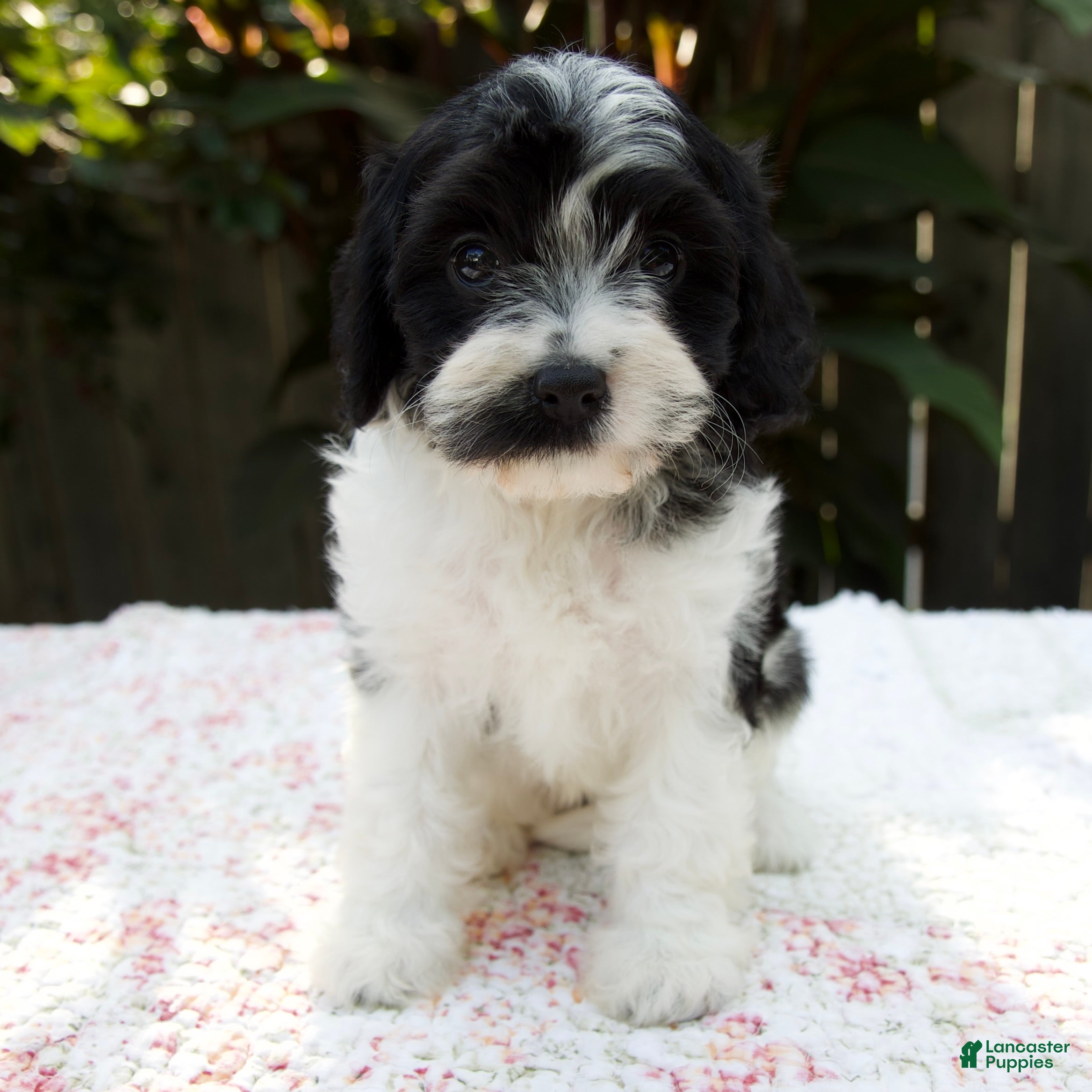 Cavapoo dogs Flora - Ad 1