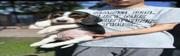 Beagle dogs for sale: Blossom ❤️ - Ad 7
