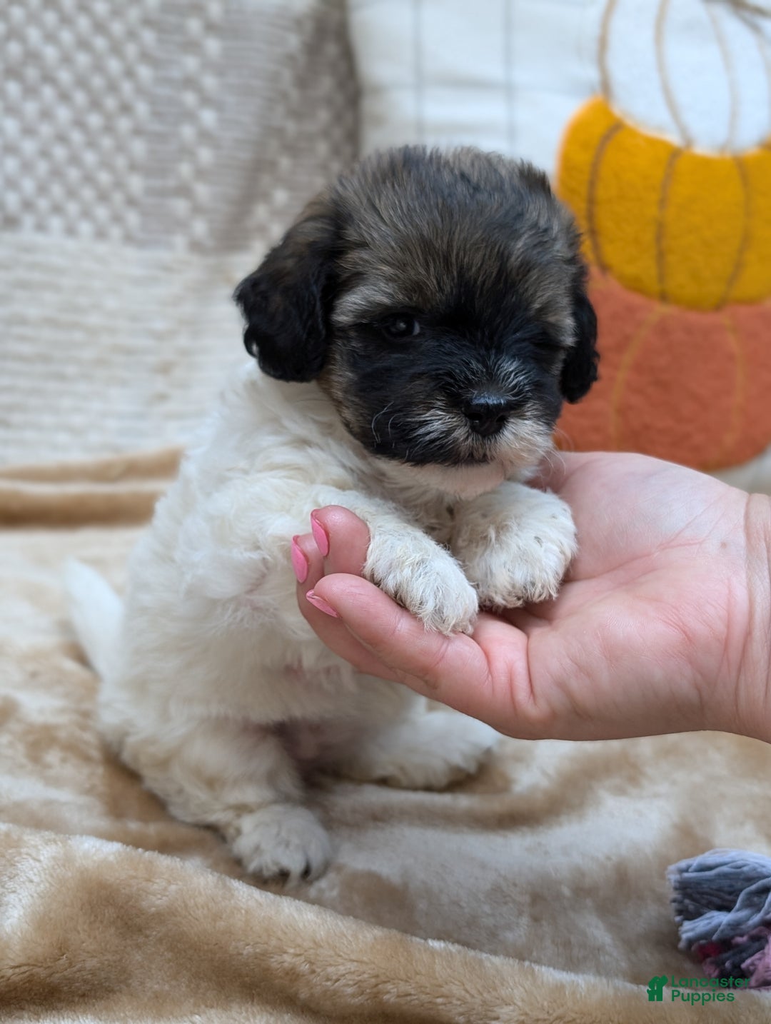 Havapoo dogs for sale: Sassy - Ad 8