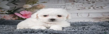 AKC-Faith