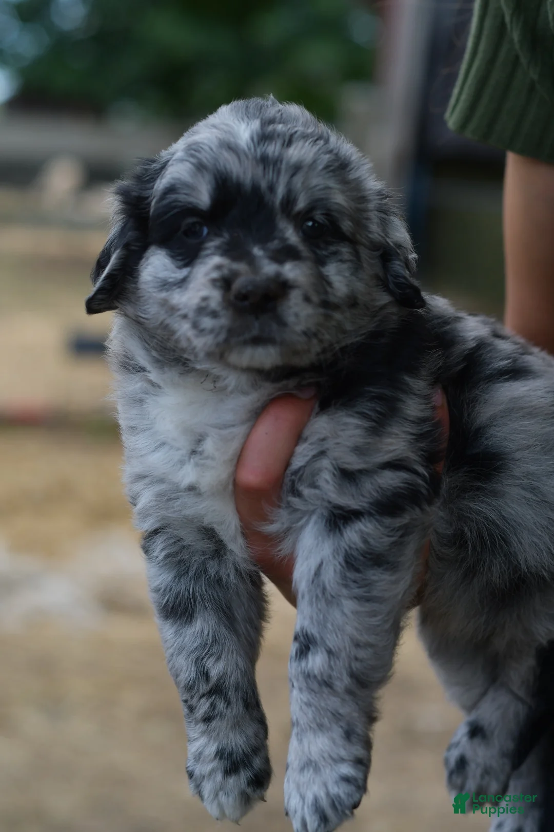 Mixed Breed dogs for sale: Boots - Ad 2
