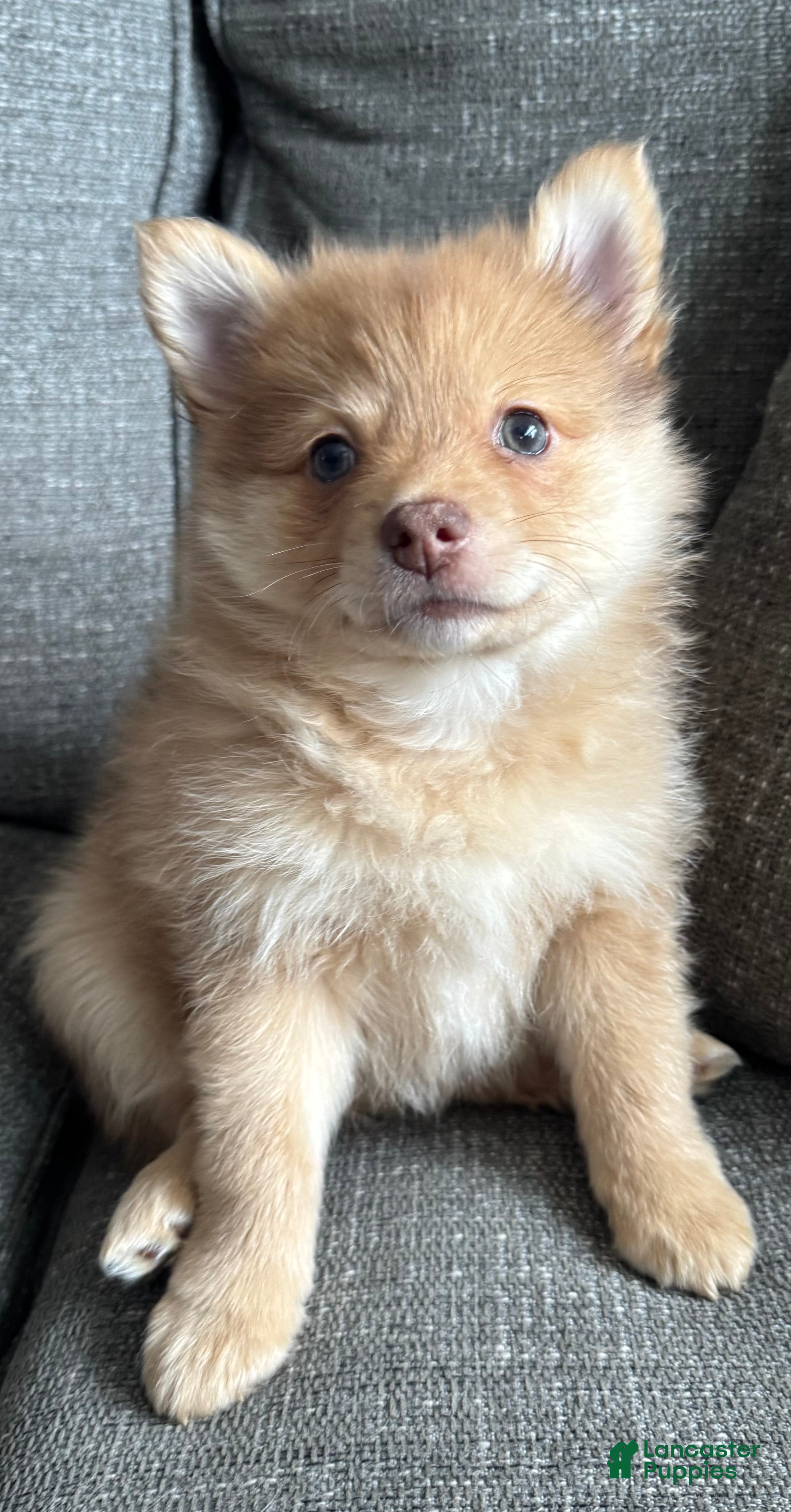 Pomeranian dogs Ranger - Ad 4