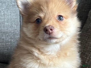 Pomeranian dogs Ranger - Ad 35