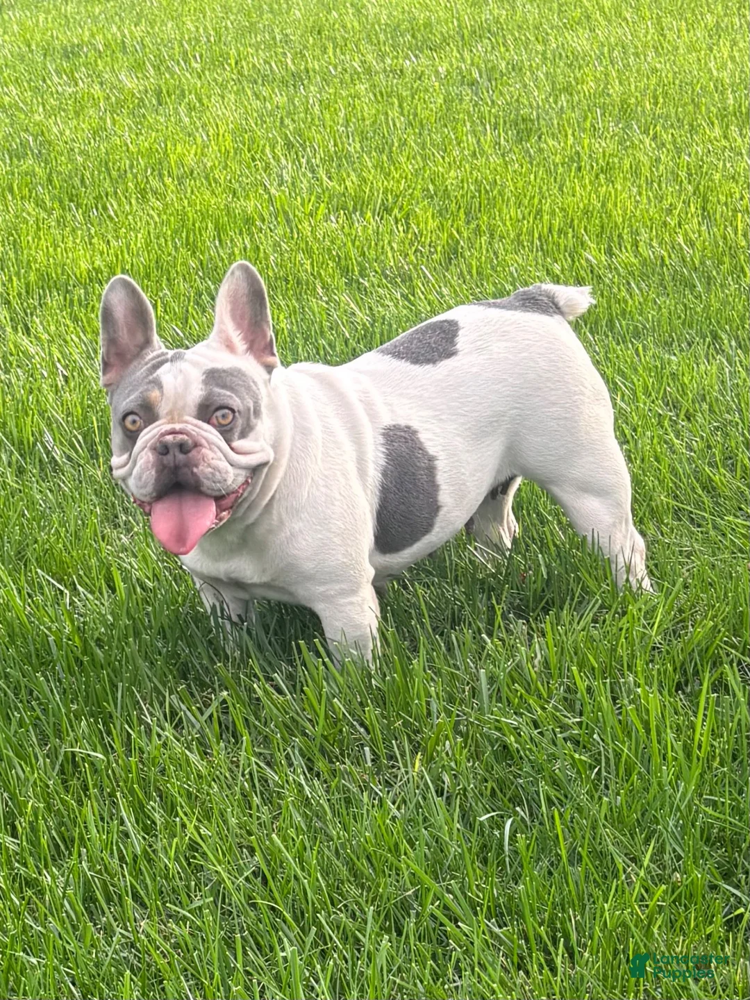 French Bulldog dogs for sale: Nikita - Ad 1