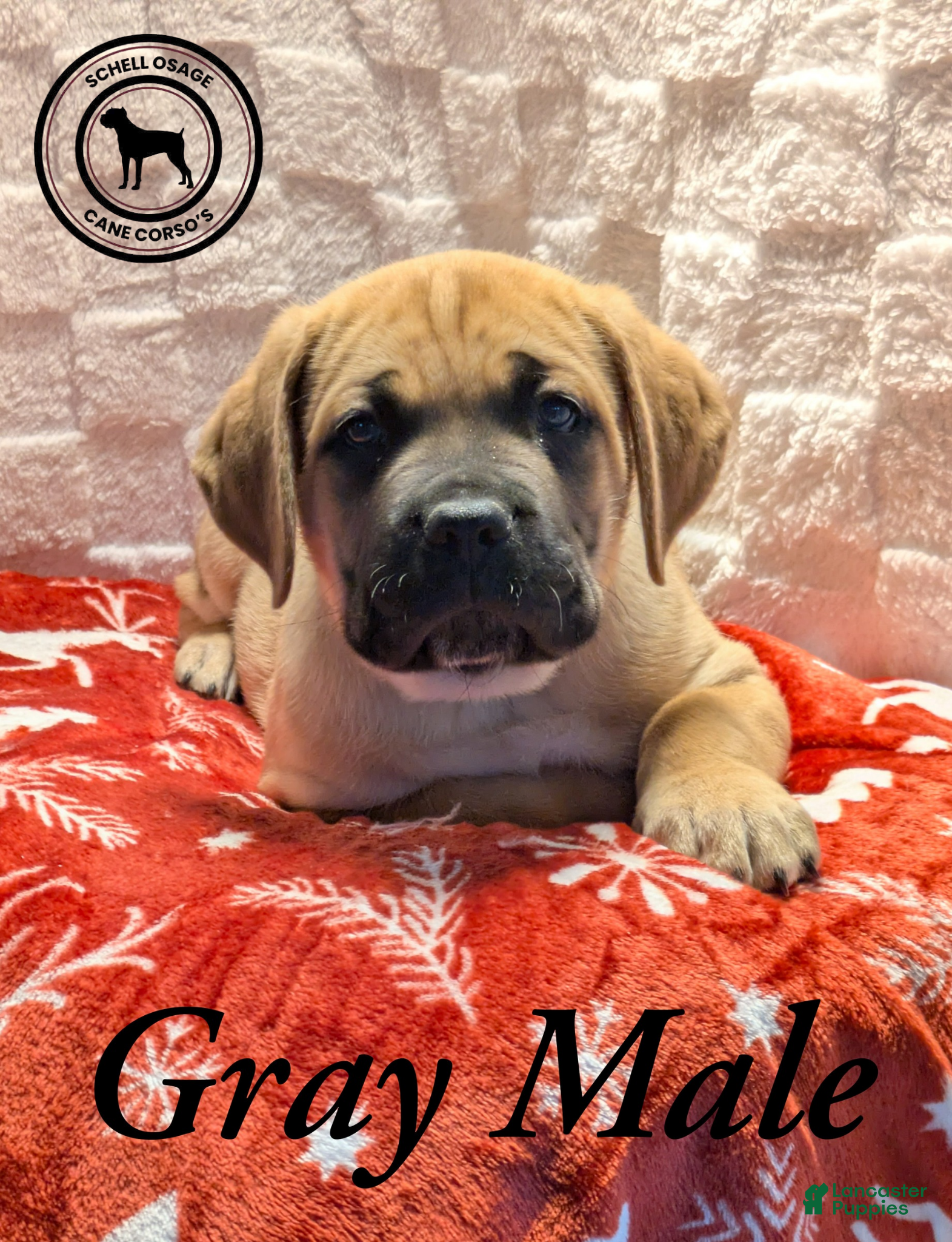 Cane Corso dogs Gray - Ad 3