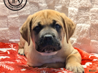 Cane Corso dogs Gray - Ad 3