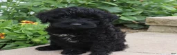 Mini Goldendoodle dogs for sale: Flora - Ad 2