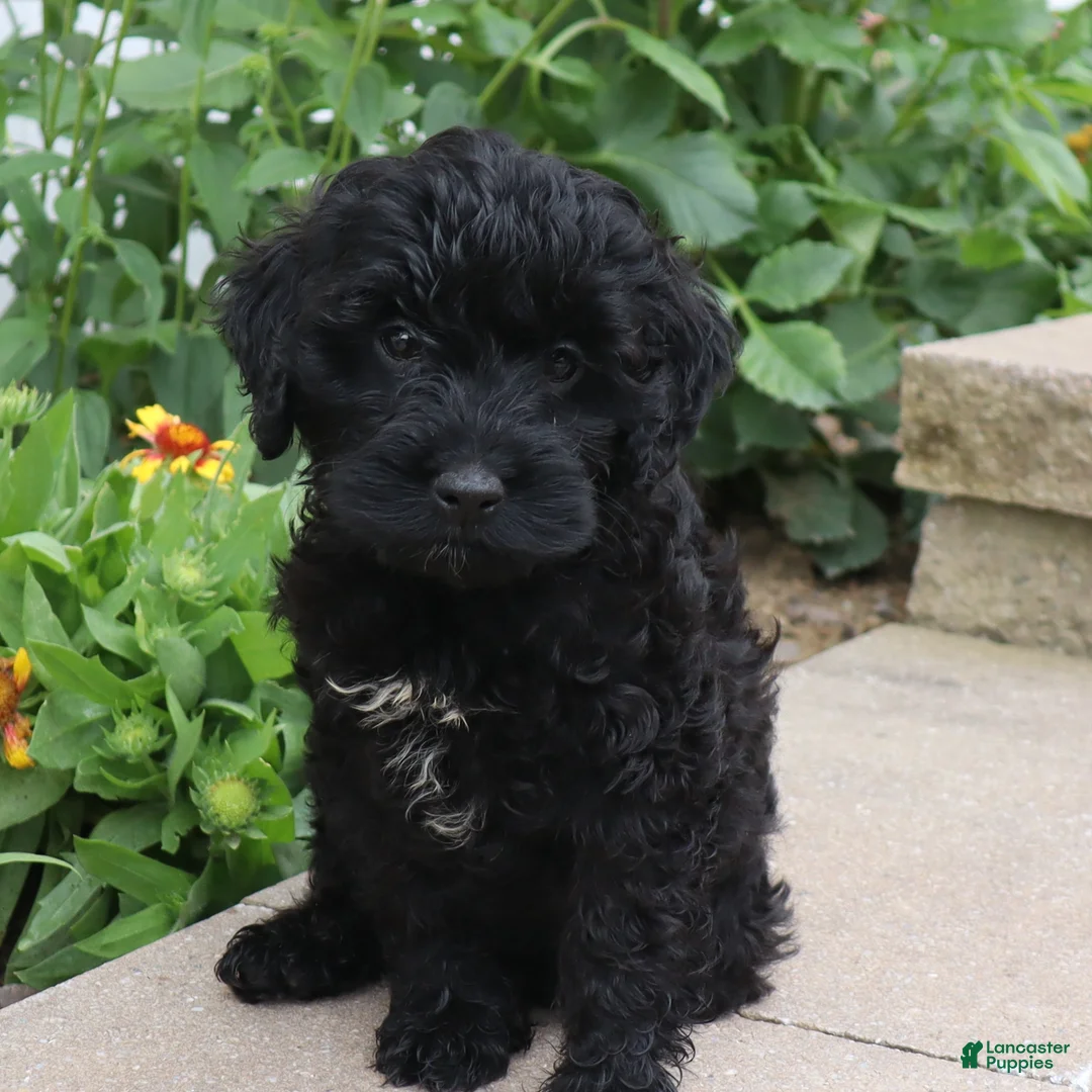 Mini Goldendoodle dogs for sale: Flora - Ad 2