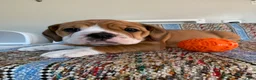 Beabull dogs for sale: Misty - Ad 2