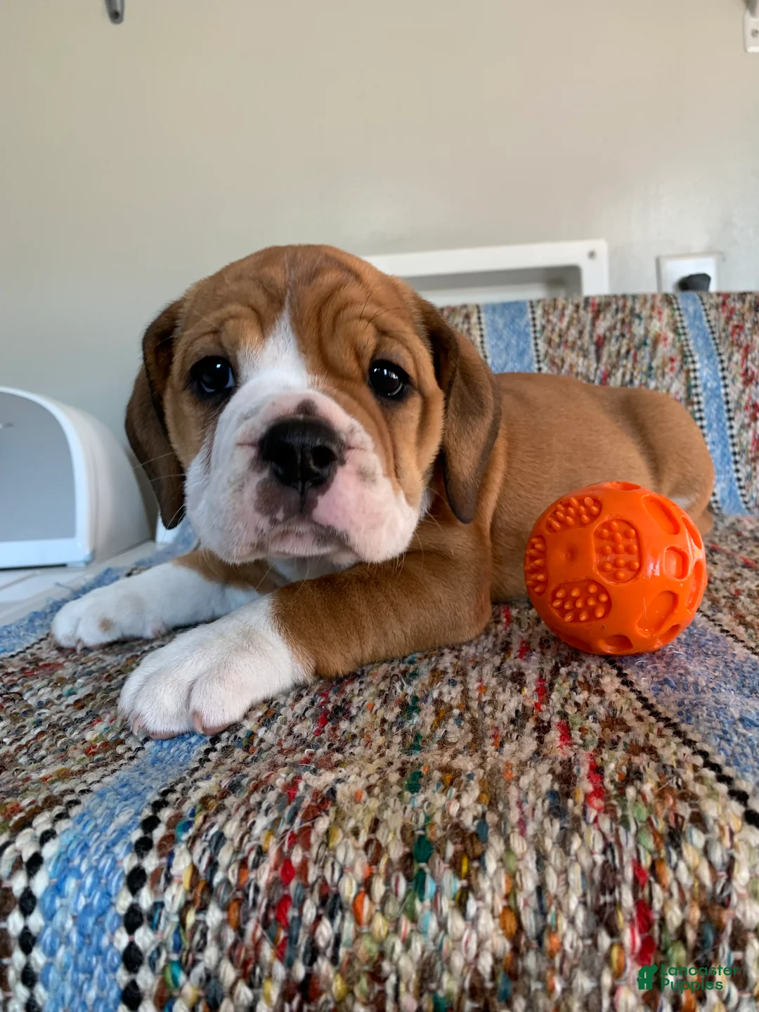 Beabull dogs for sale: Misty - Ad 2