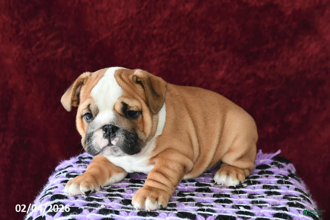 English Bulldog dogs for sale: Maggie - Ad 4