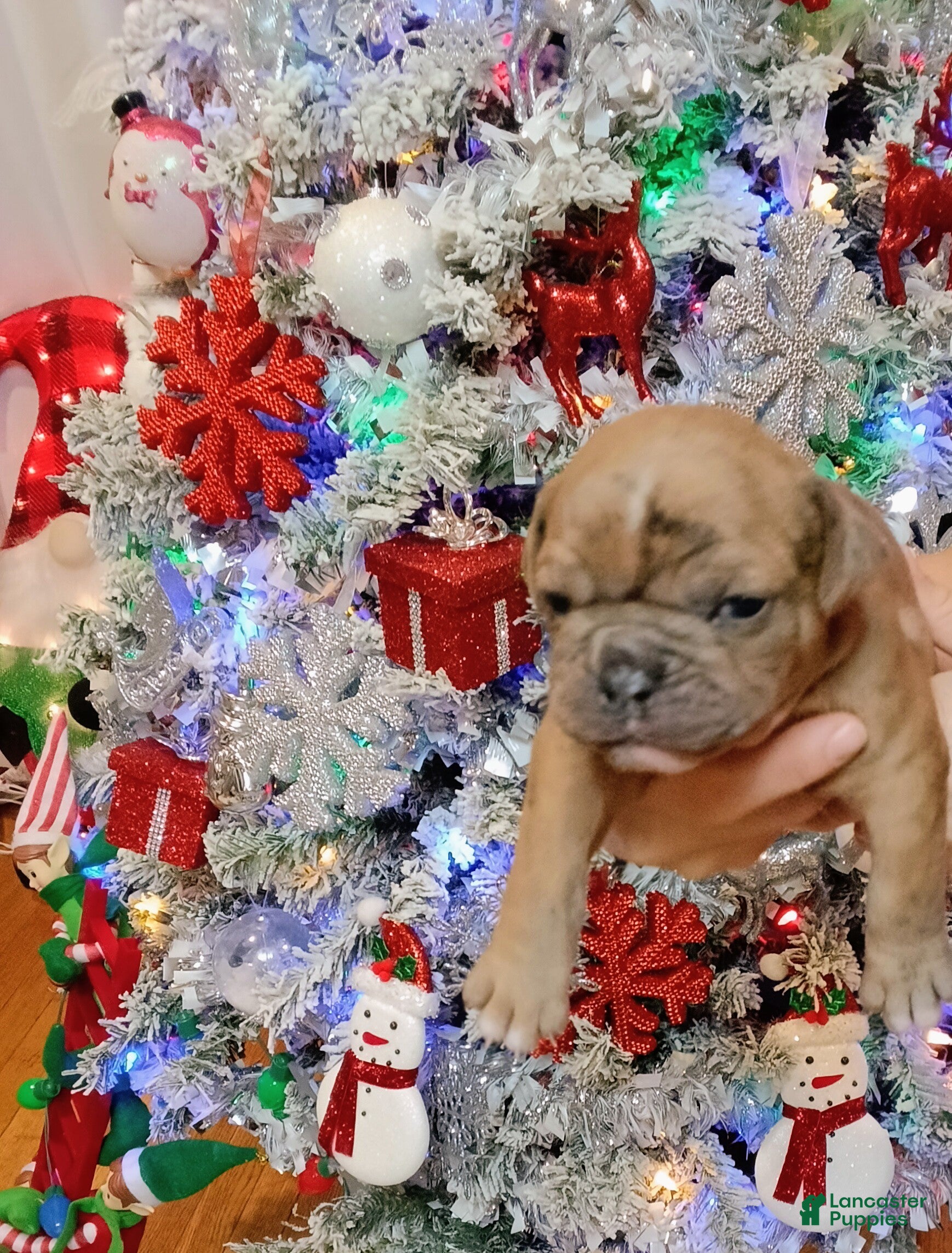 Olde English Bulldogge dogs Olde English Bulldogge Puppy 5 - Ad 21