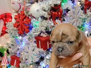 Olde English Bulldogge dogs Olde English Bulldogge Puppy 5 - Ad 2