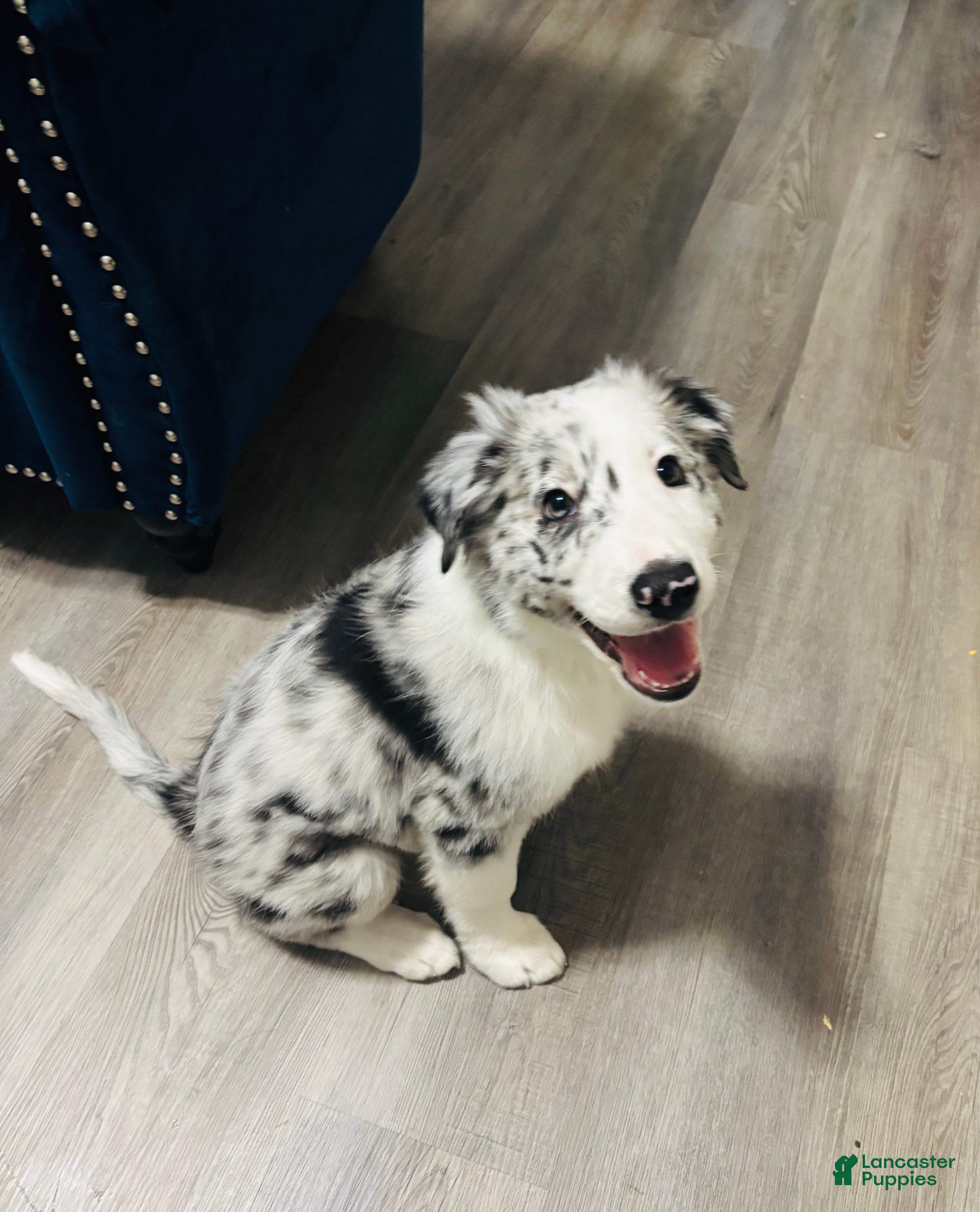 Border Collie dogs LJ - Ad 42