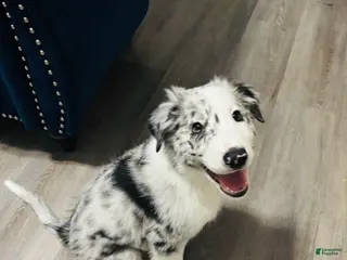 Border Collie dogs LJ - Ad 42