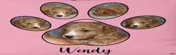 Mini Goldendoodle dogs for sale: Wendy 🌷 Genetic Clear Parents - Ad 15