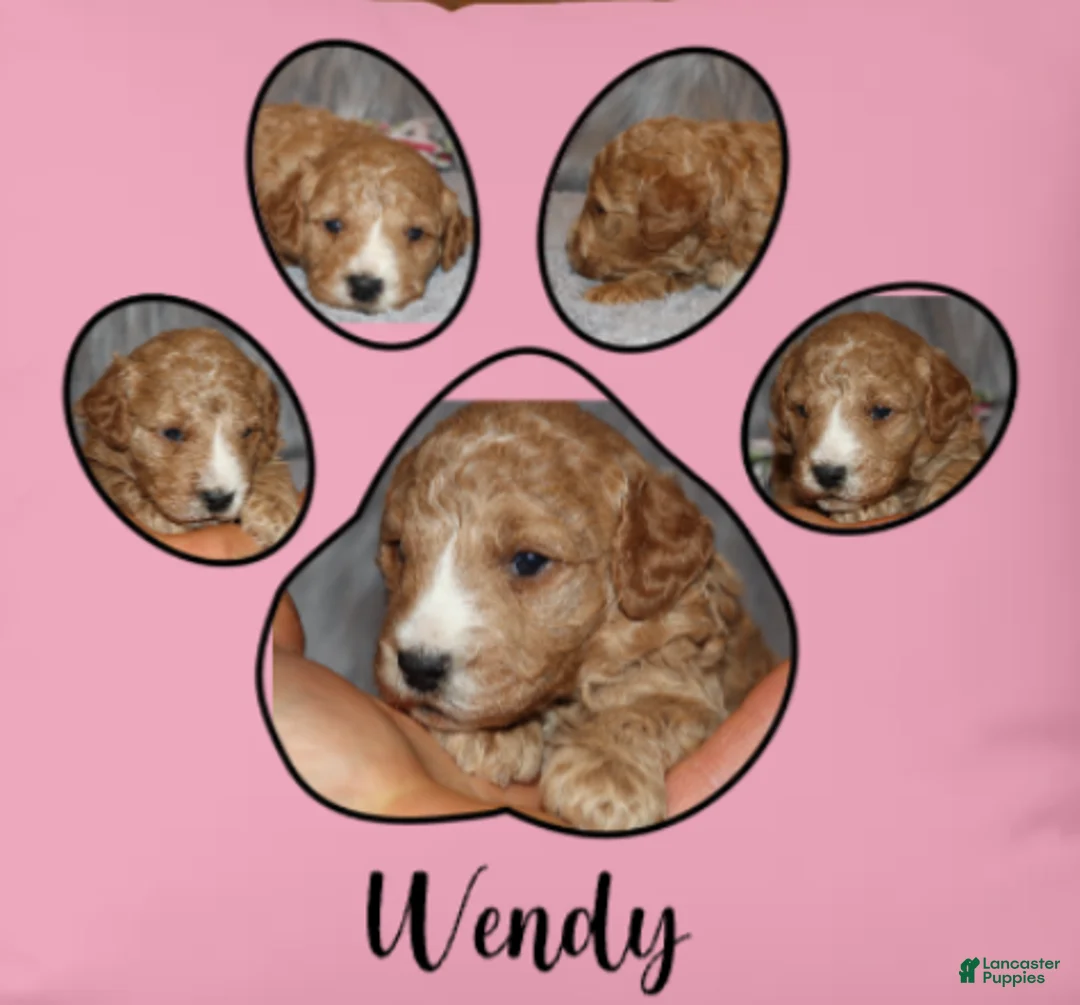 Mini Goldendoodle dogs for sale: Wendy 🌷 Genetic Clear Parents - Ad 15