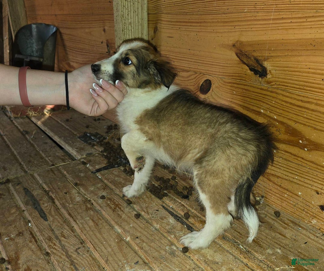 Shetland Sheepdog dogs for sale: Sheldon - Ad 2