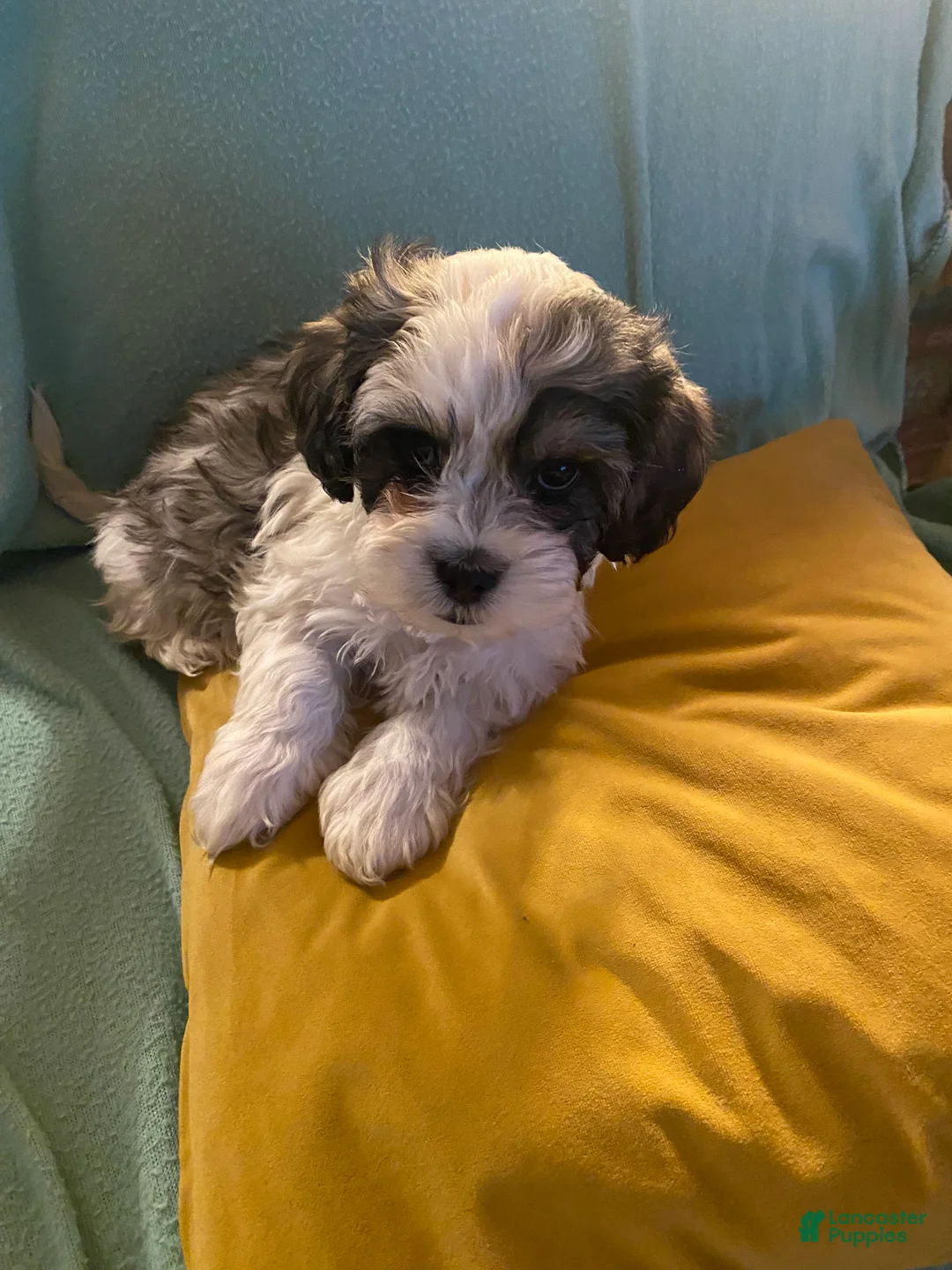 Mixed Breed dogs for sale: Minnie - Ad 1