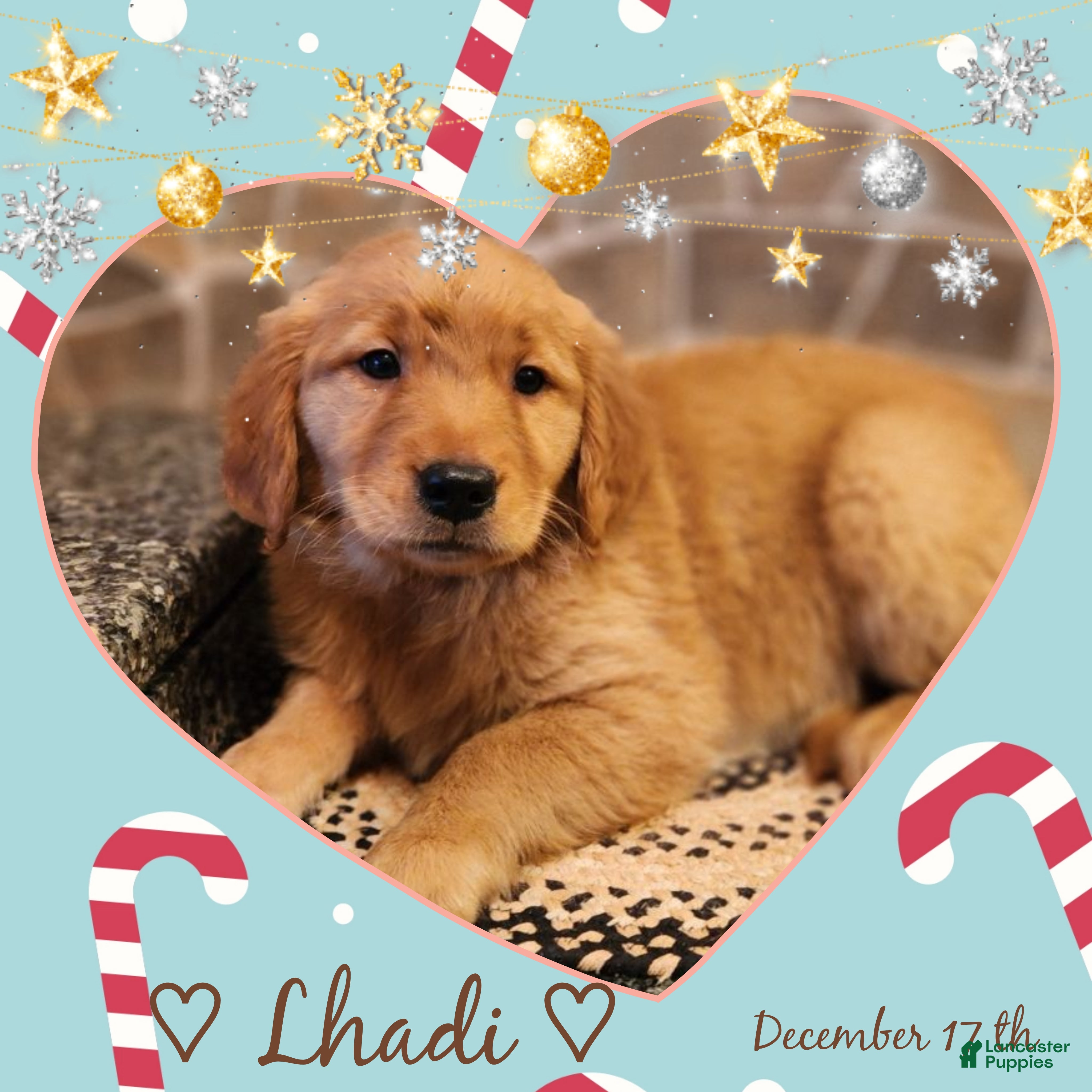 Golden Retriever dogs Lhadi - Ad 24