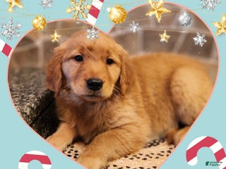 Golden Retriever dogs Lhadi - Ad 24