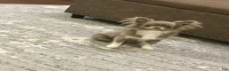 Chihuahua dogs for sale: Braxton - Ad 2