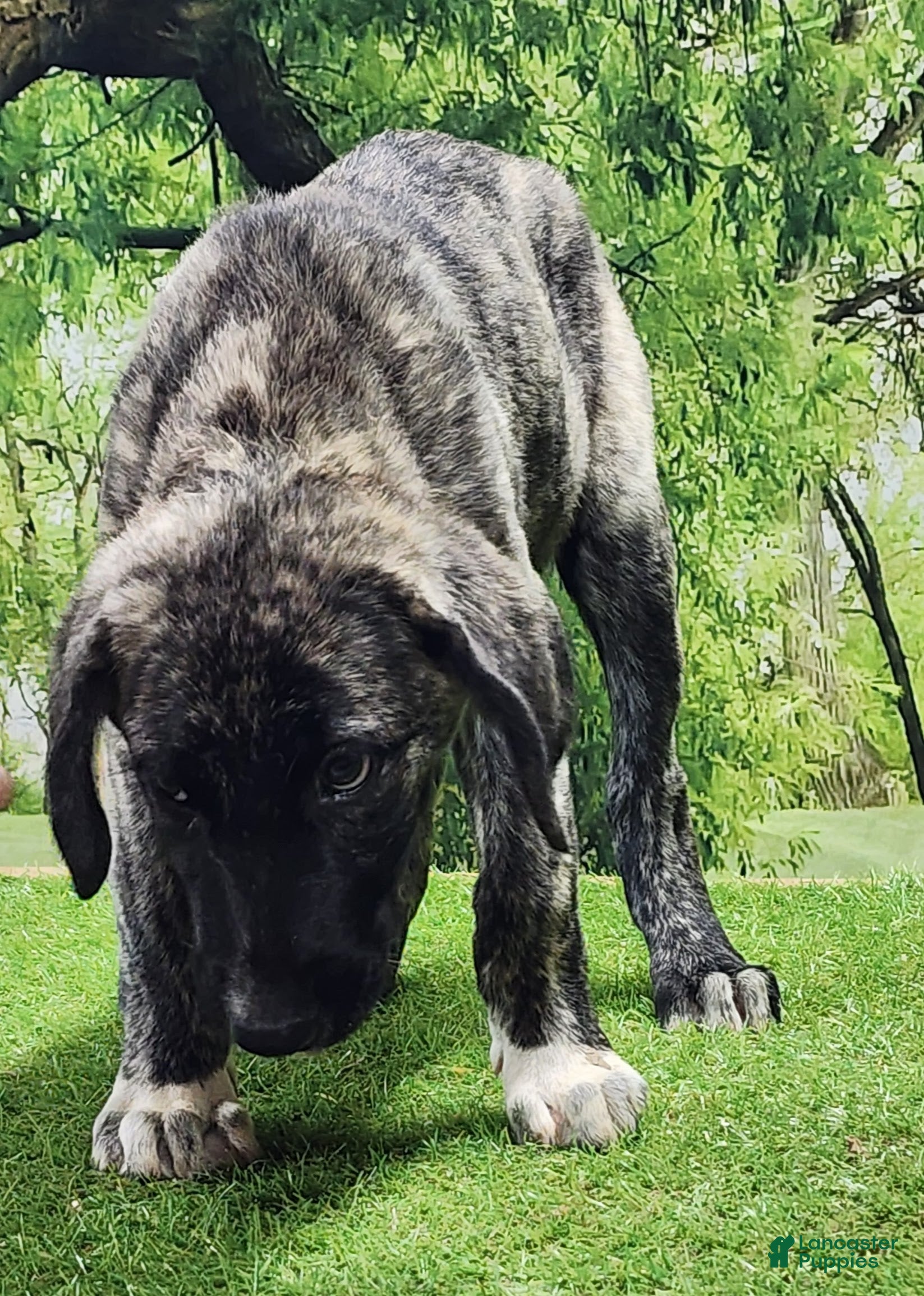 Anatolian Shepherd dogs Dusty 2026 Female 2 - Ad 2