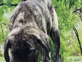 Anatolian Shepherd dogs Dusty 2026 Female 2 - Ad 1