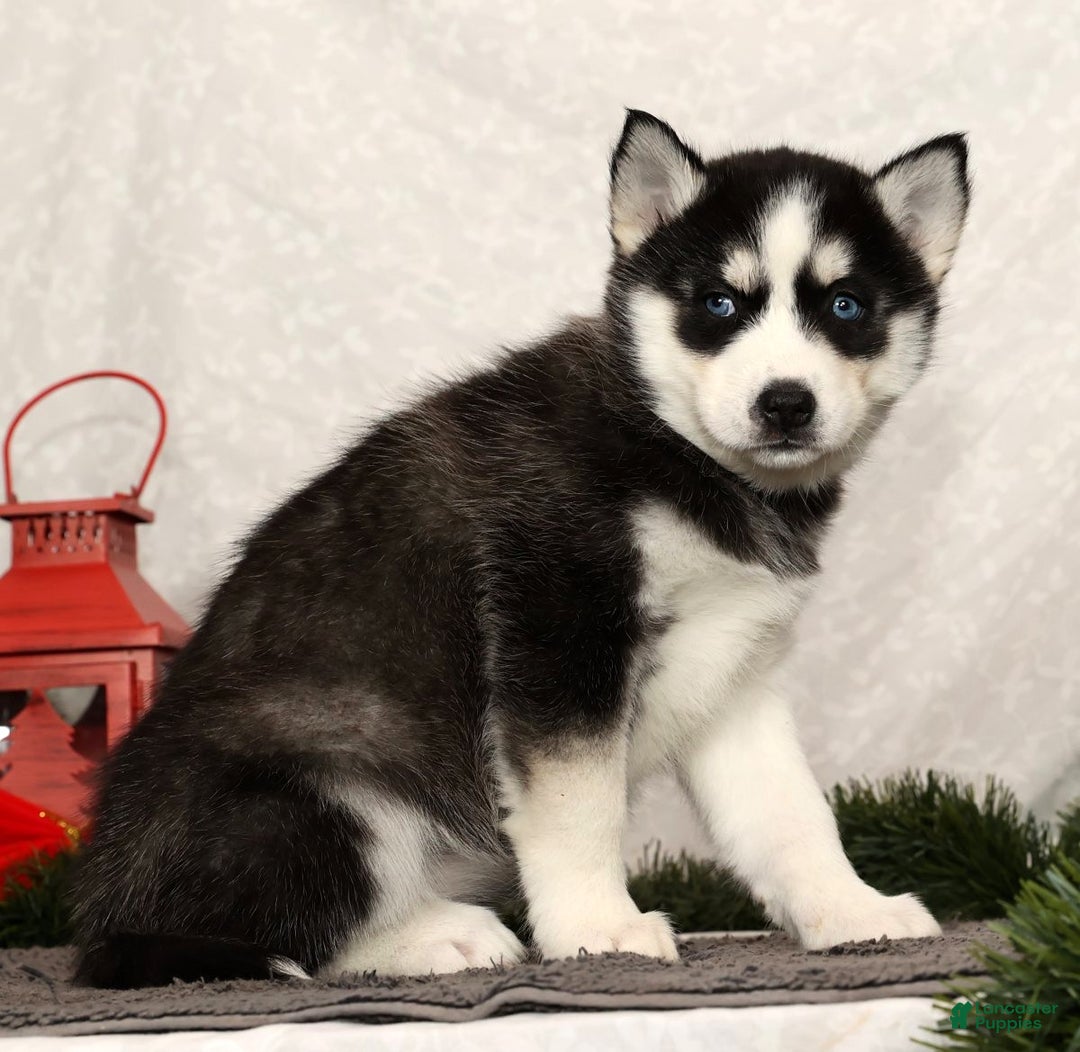 Siberian Husky dogs for sale: Molly - Ad 2
