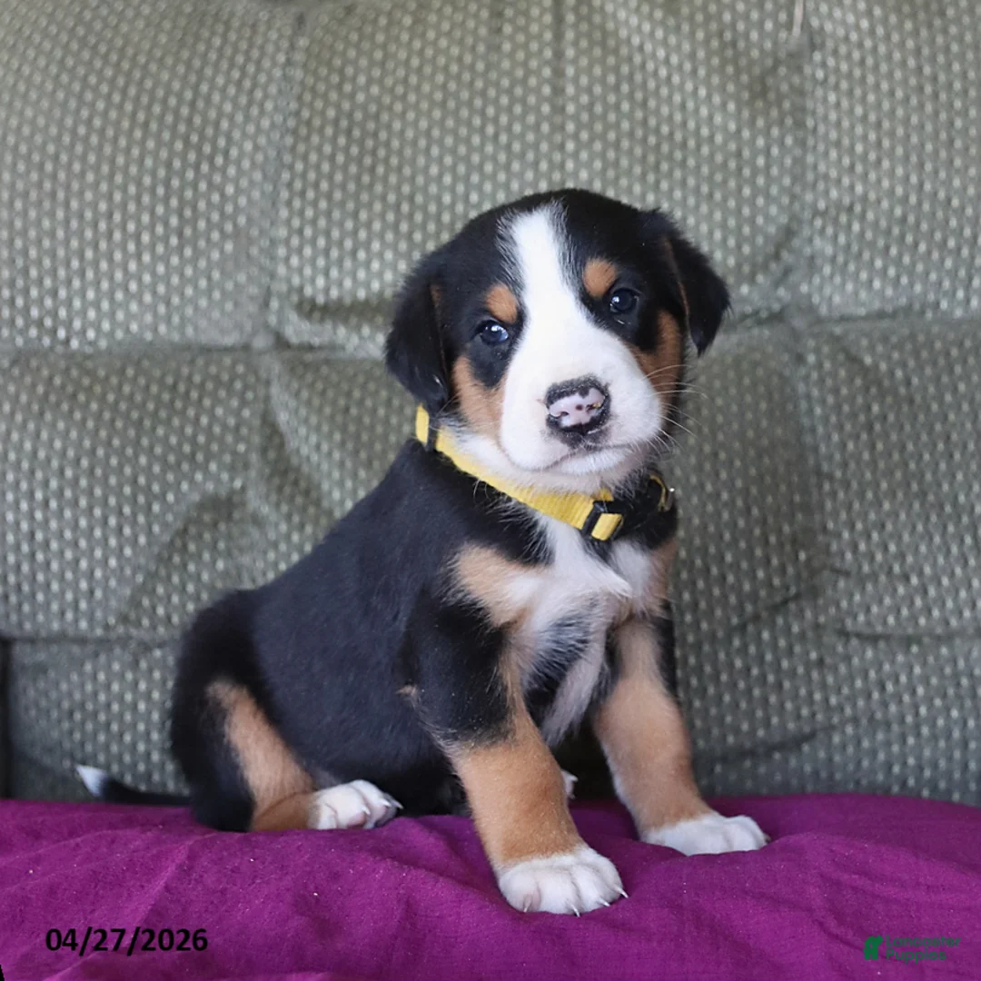Greater Swiss Mountain Dog dogs for sale: Cooper - Ad 1
