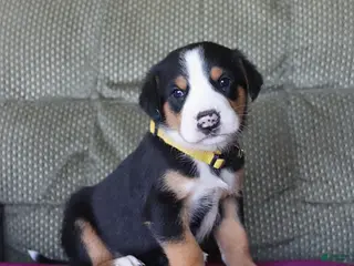 Greater Swiss Mountain Dog dogs for sale: Cooper - Ad 3