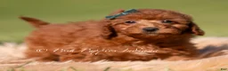 Toy Poodle dogs for sale: Lumi AKC - Ad 4