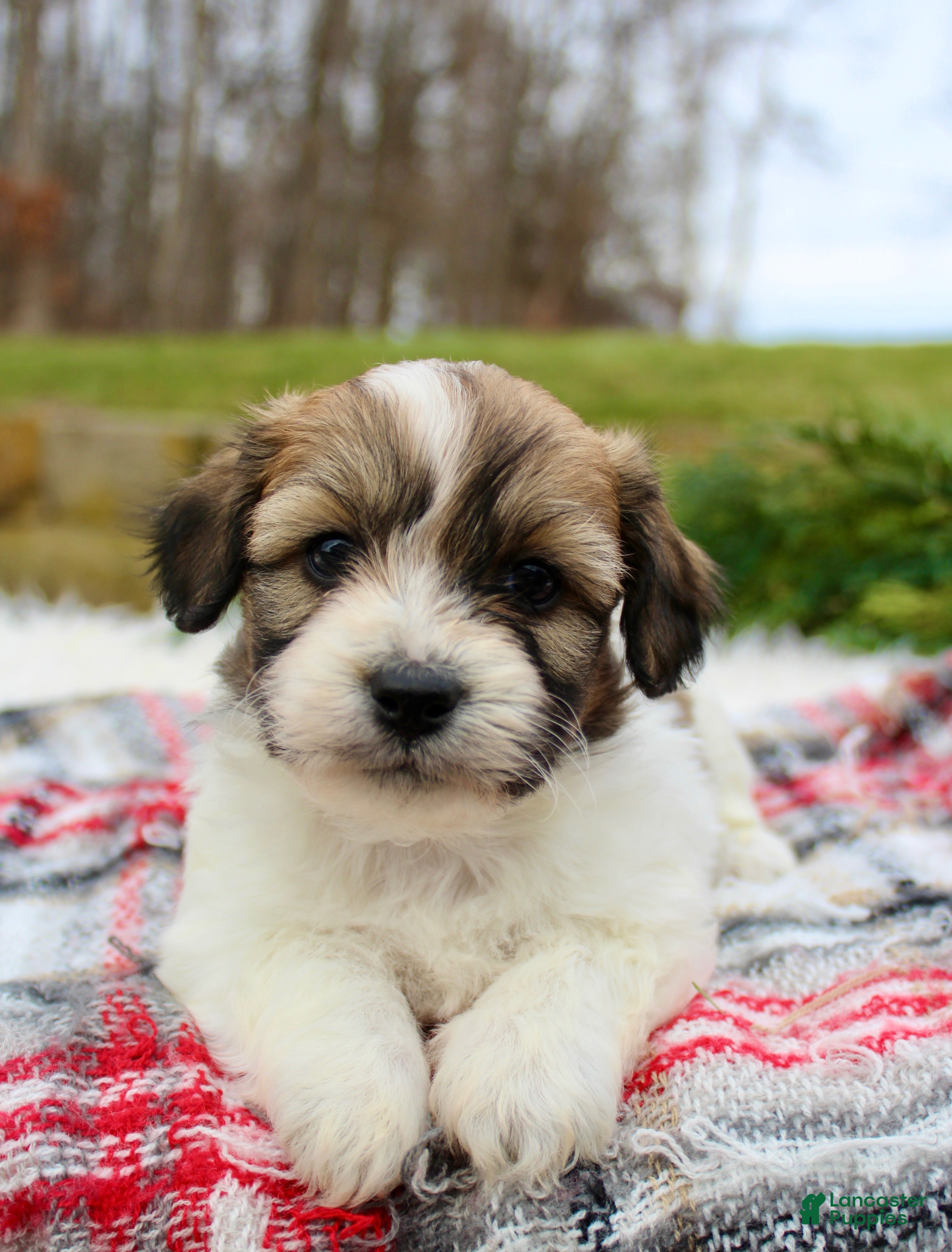 Teddy Bear dogs Teddy Bear Puppy 3 - Ad 32