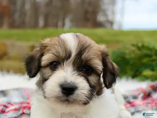 Teddy Bear dogs Teddy Bear Puppy 3 - Ad 8