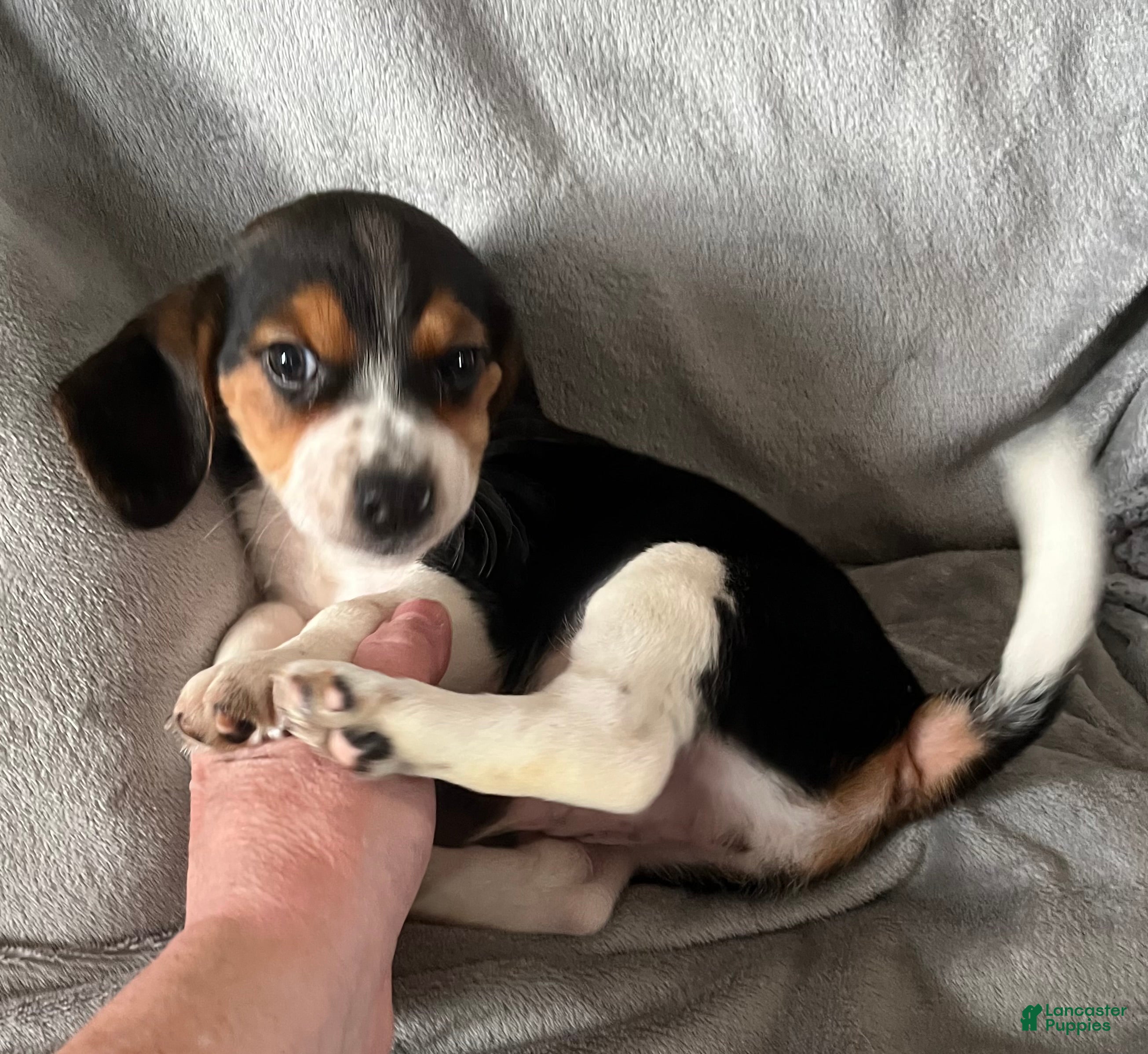 Beagle dogs Beagle Puppy 1 - Ad 2