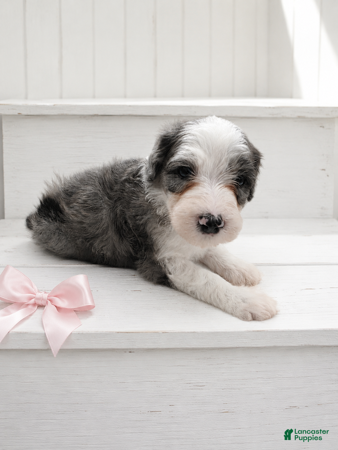 Sheepadoodle dogs Sheepadoodle 5 - Ad 2