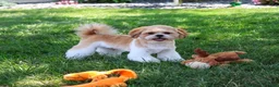 Shih Tzu dogs for sale: Fox - Ad 3