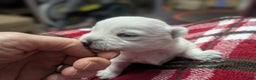 West Highland Terrier dogs for sale: Polar - Ad 2