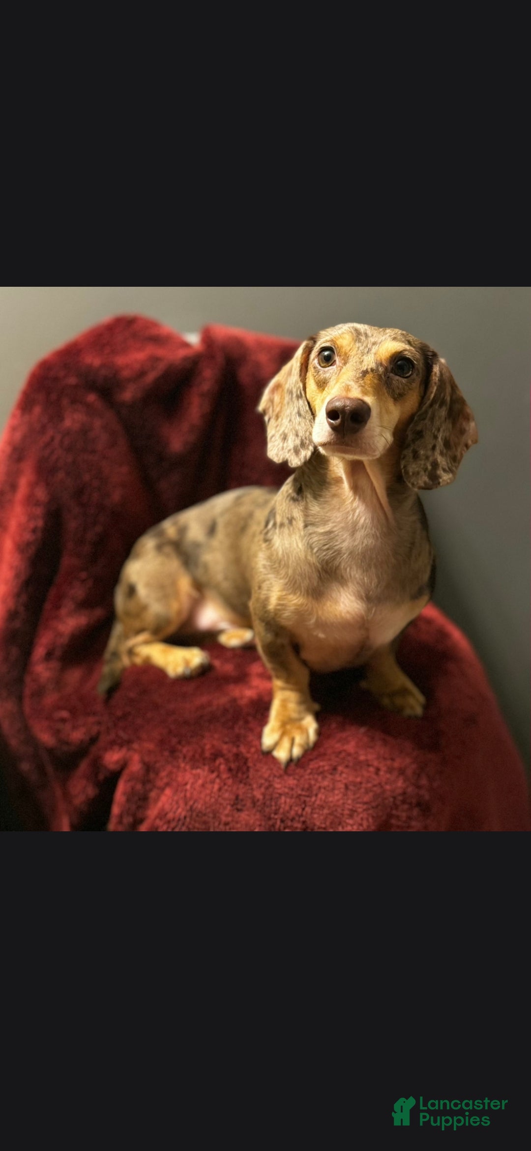 Dachshund dogs Rocko - Ad 2
