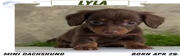 Miniature Dachshund dogs for sale: Lyla - Ad 1
