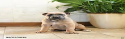 Cane Corso dogs for sale: Whisper - Ad 3