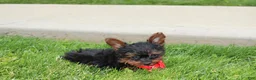 Yorkiepoo dogs for sale: Emmett  - Ad 11